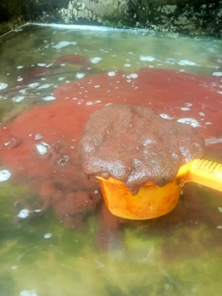 Casut segar berkualitas