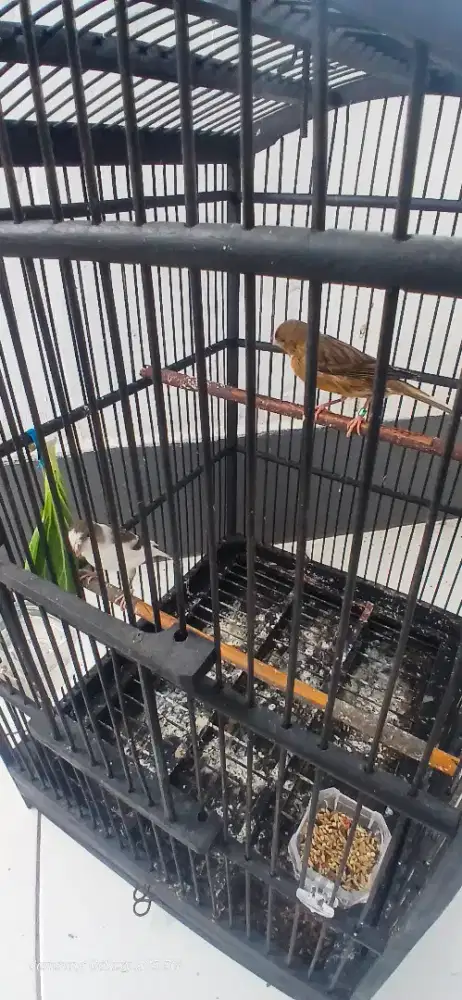 Burung kecil sepasang
