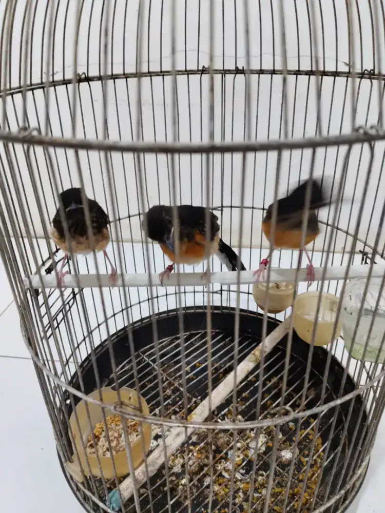 Murai trotol 3 Ekor Jantan