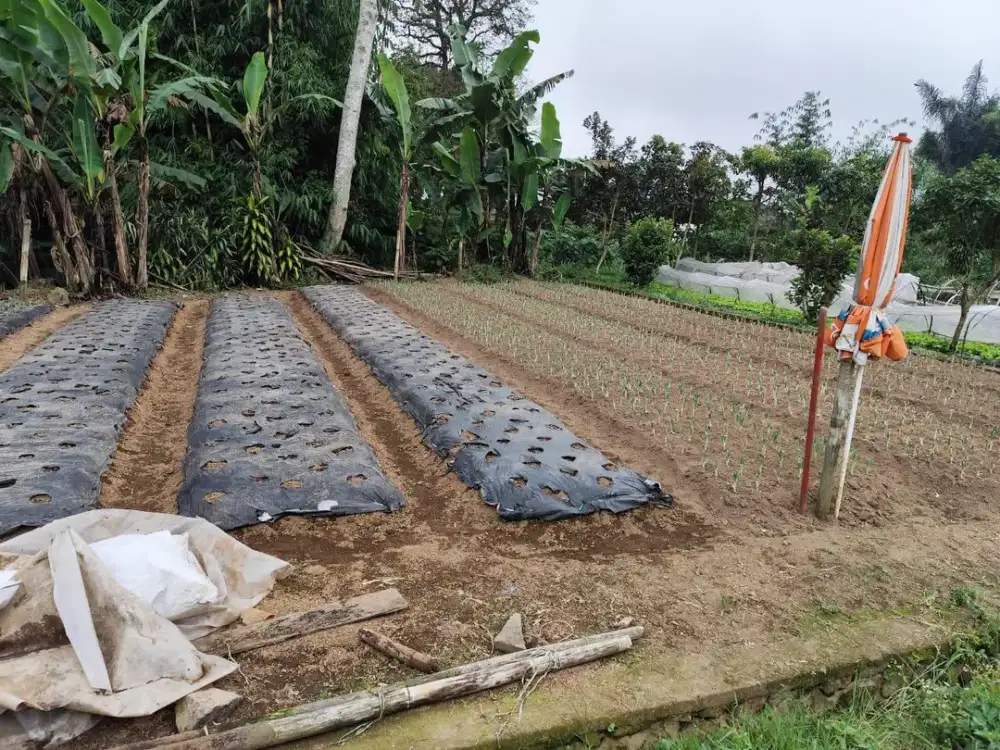 Tanah SHM ukuran kecil di Bedugul