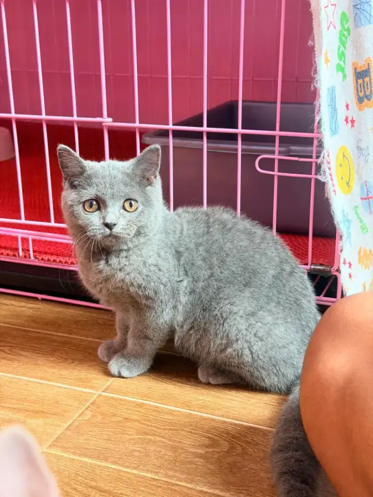 British Short Hair Pure Blue