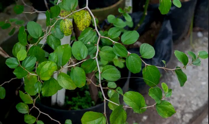 Dibutuhkan segera Sales Marketing Income menarik