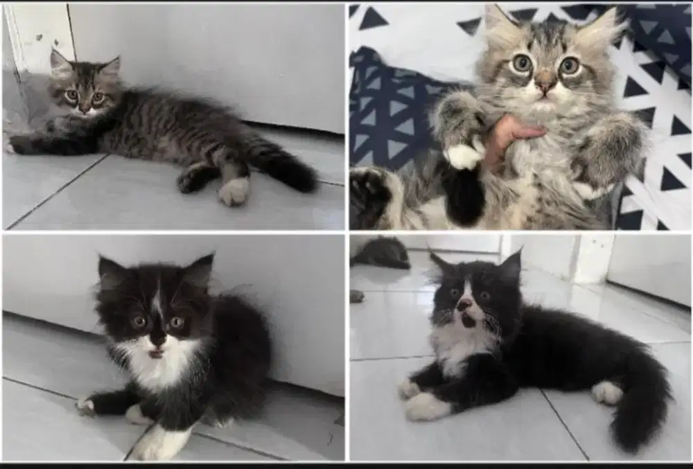 Kitten Anak Kucing Ragdoll