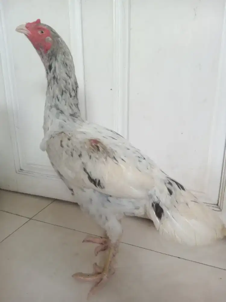Ayam Betina Bangkok klasik