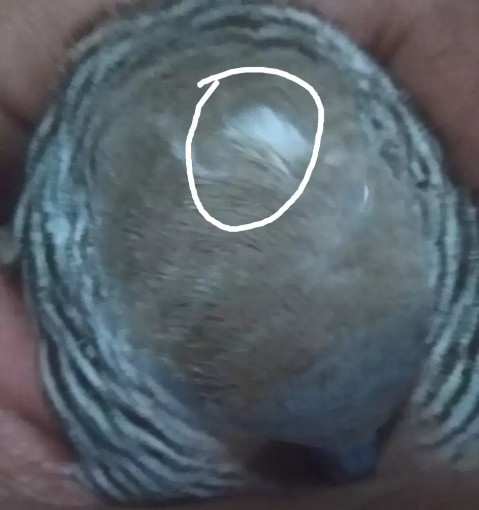 Perkutut blorok lokal alam