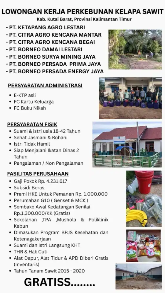 LOKER TERBARU 2026 PEMANEN KELAPA SAWIT KALIMANTAN