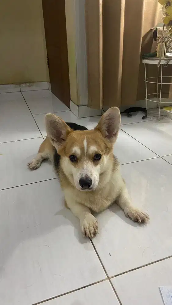 Anjing Corgi Tricolor