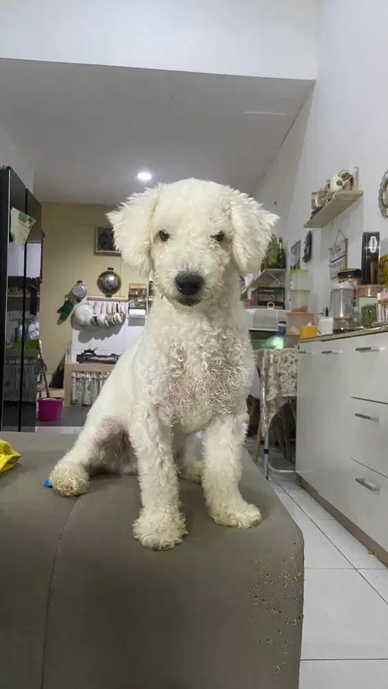 Anjing Poodle STB