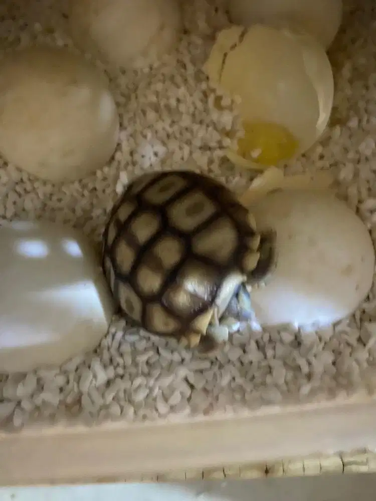 Bayi Sulcata (menetas tgl 30 Maret 2026)