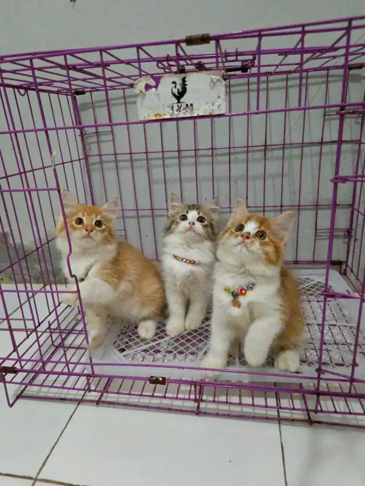 Pesia medium kitten 3 ekor