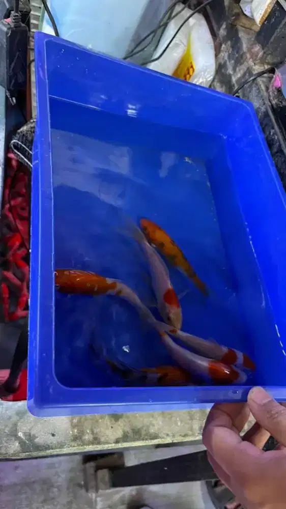 Jual ikan koi murah