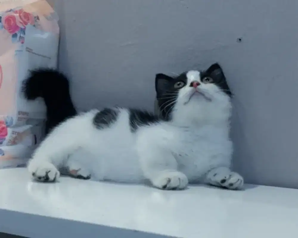 Munchkin BSH Bicolor Harlequin Jantan