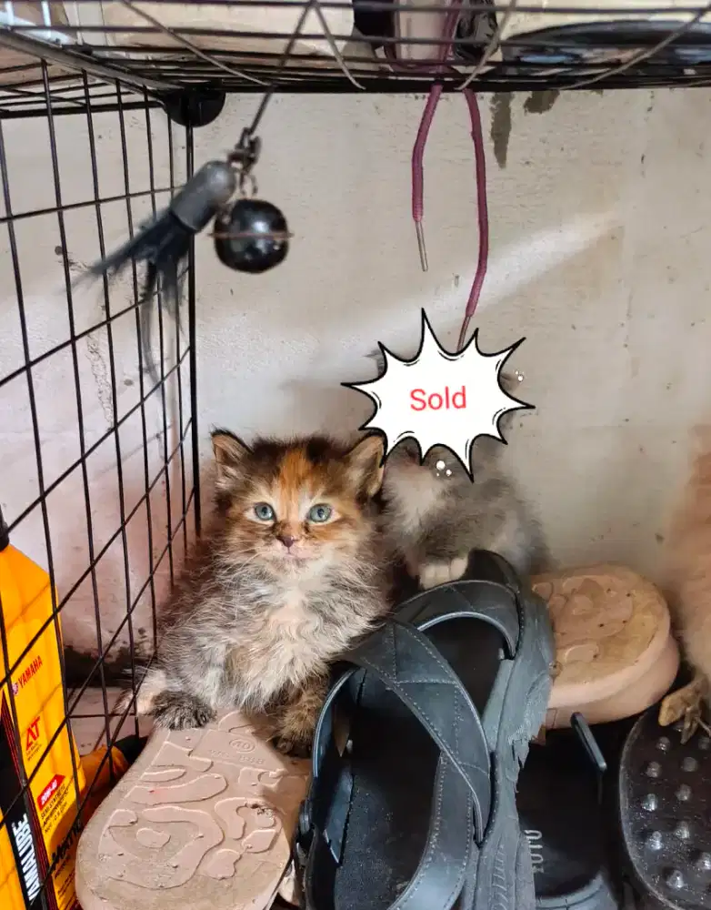 Kitten tortie betina