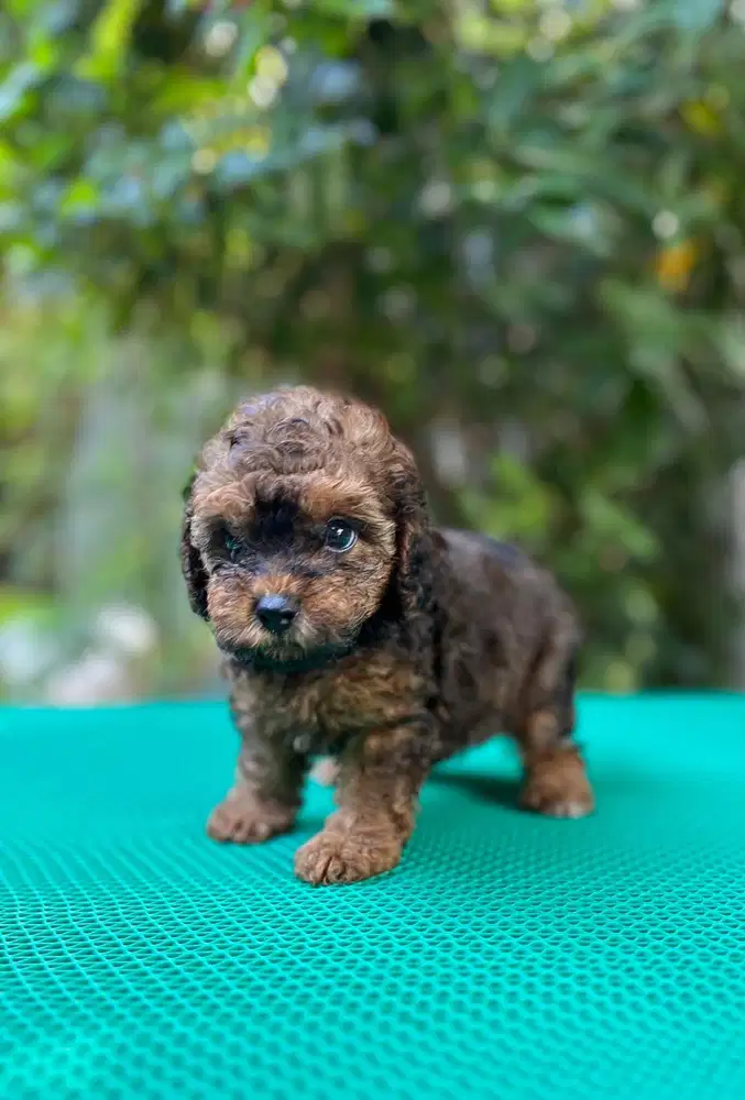 Anjing poodle supermini warna unik