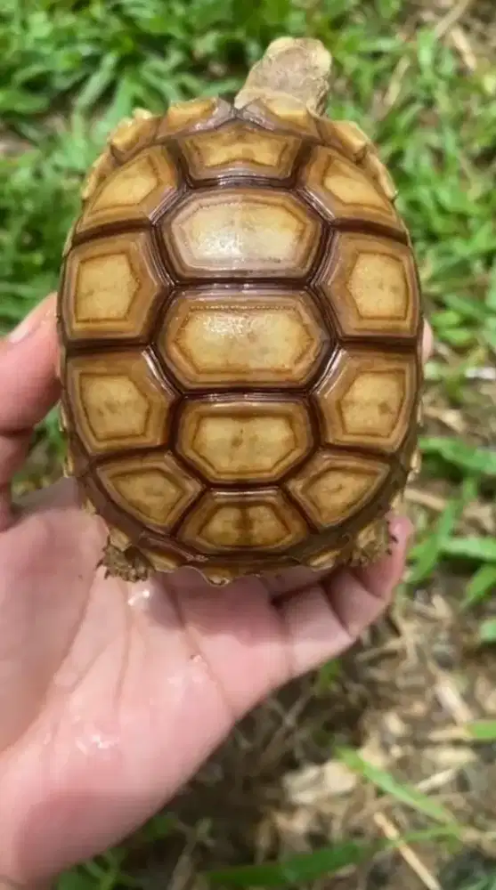 Sulcata kura darat