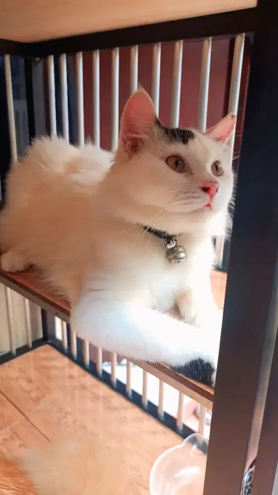 Open adop kucing betina usia 8 bulan