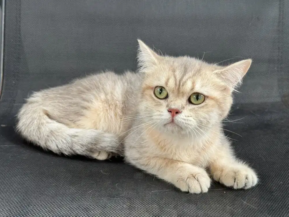 BSH ragdoll mainecoon british long hair