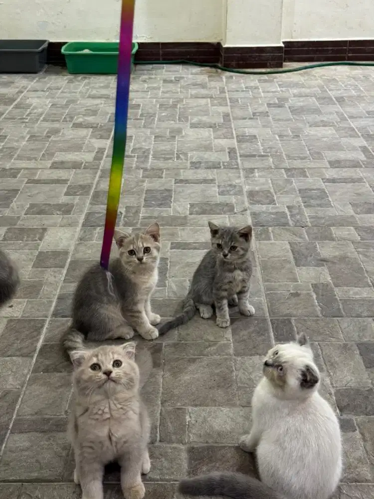 kitten BSH 2.5 bulan jantan dan betina