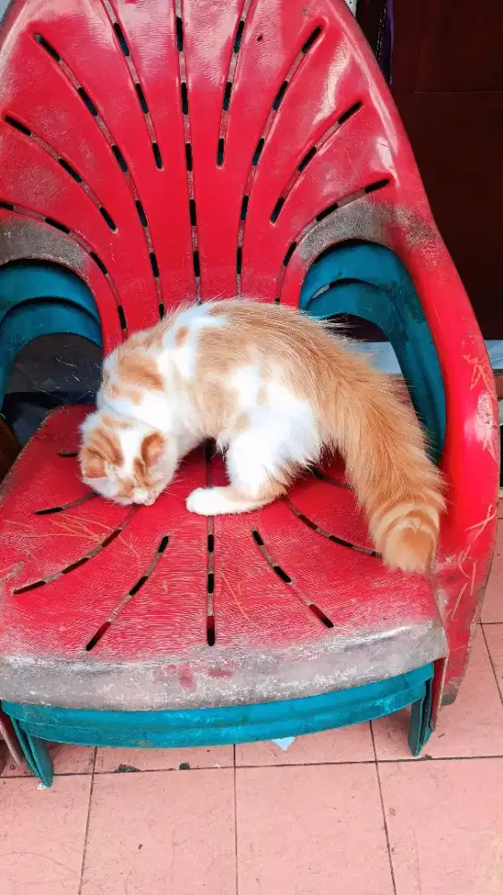 Open adop kucing kitten betina usia 3 bulan