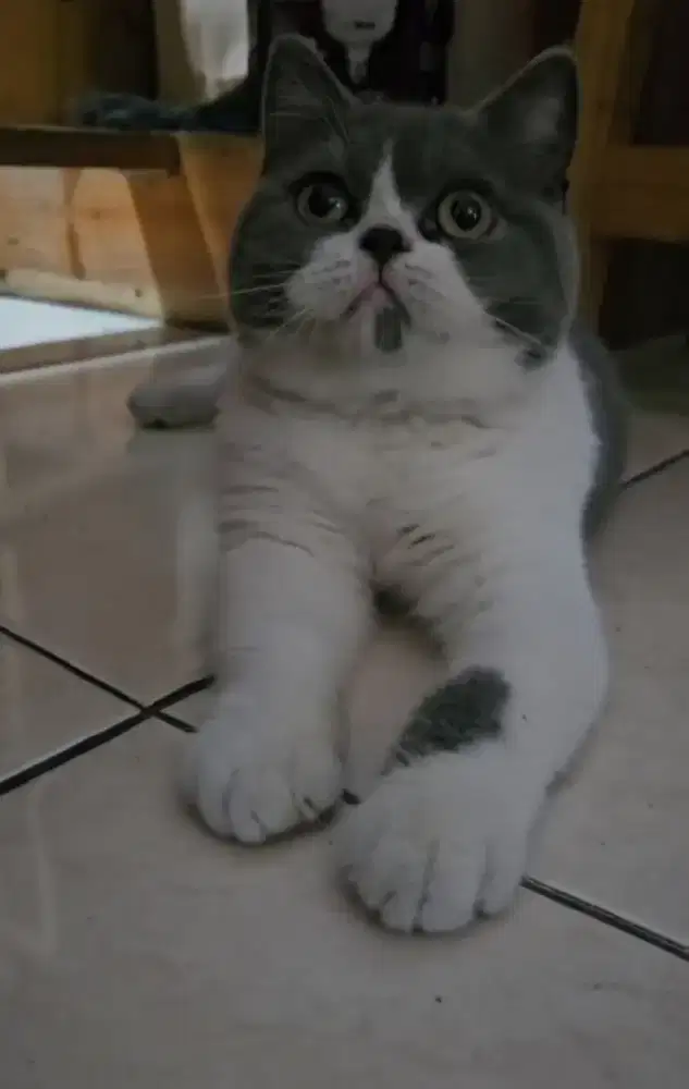 British Short Hair BSH Bicolor Blue Betina Line Cinnamon Import