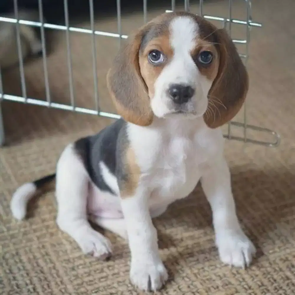 PUPPY ANJING BEAGLE