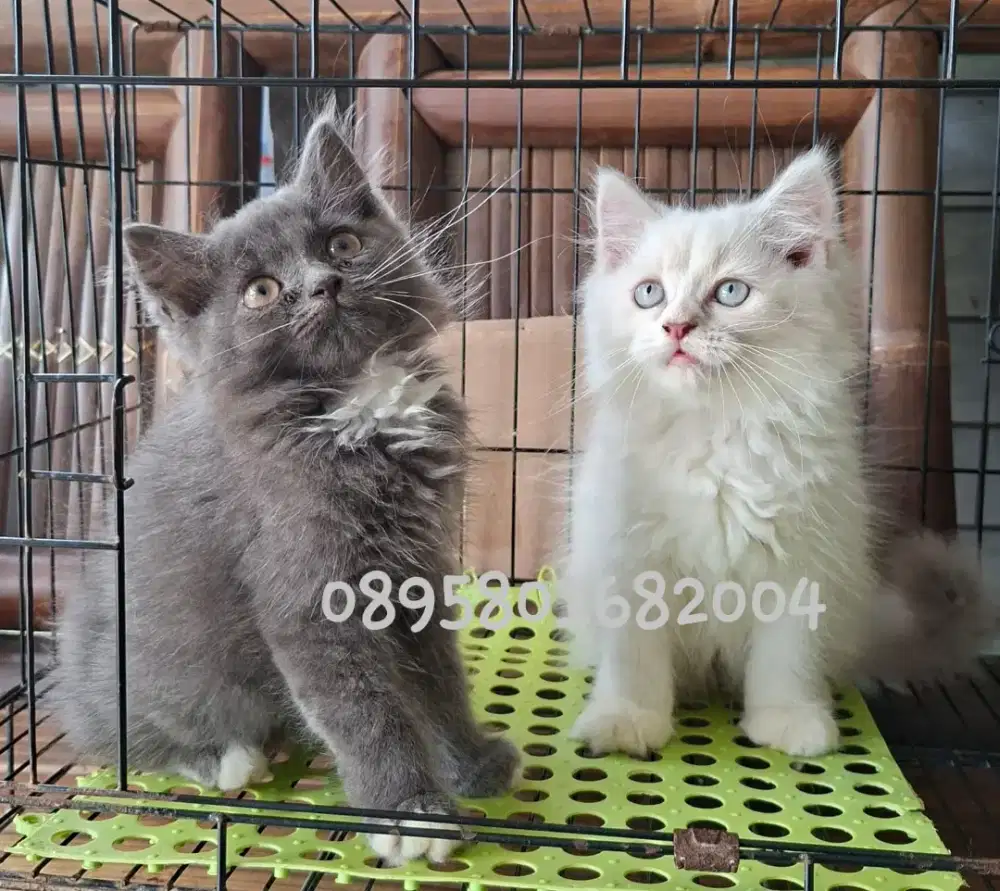 Anak kucing anggora/kitten flatnose jantan/kucing persia  jantan