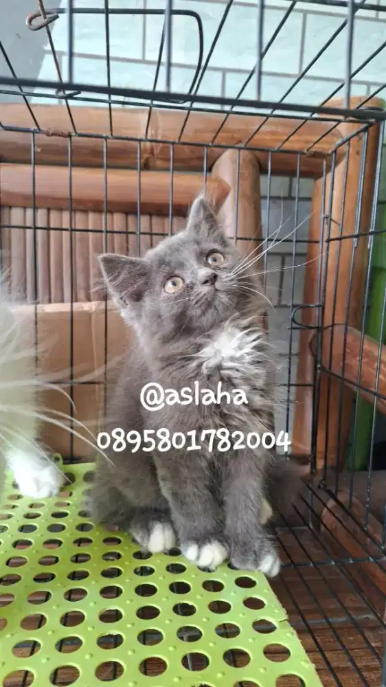 Anak kucing anggora/kitten flatnose jantan /kucing persia jantan