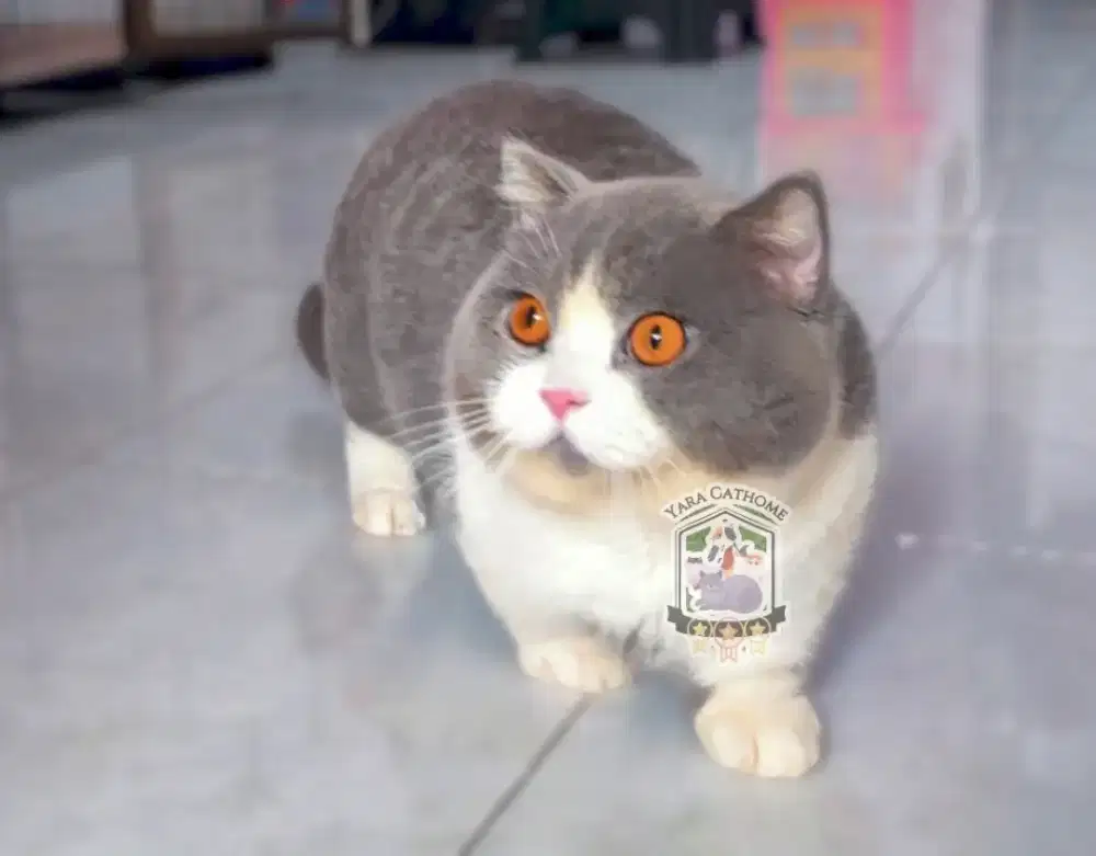 PACAK / KAWIN KUCING BSH MUNCHKIN