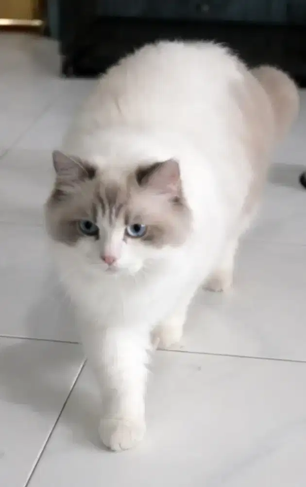 Ragdoll jantan bloodline import