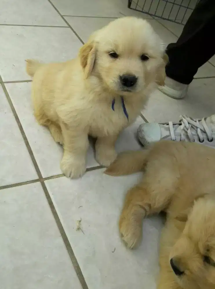 PUPPY ANJING GOLDEN RETRIEFER