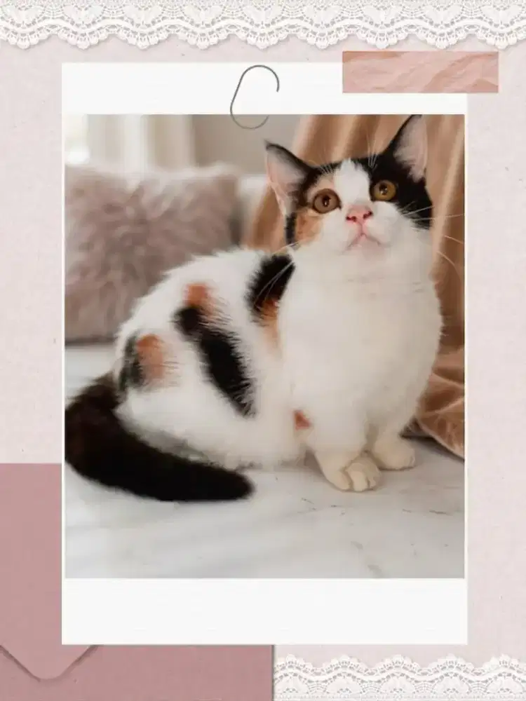 Munchkin BSH Calico Betina