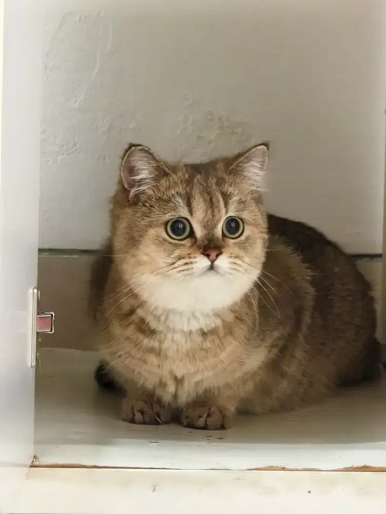 British Shorthair Golden Betina Nonped NY25 BSH Kitten