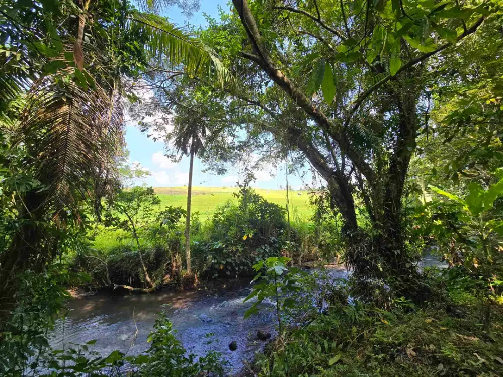 Dijual tanah murah view sawah los sungai di tabanan bali