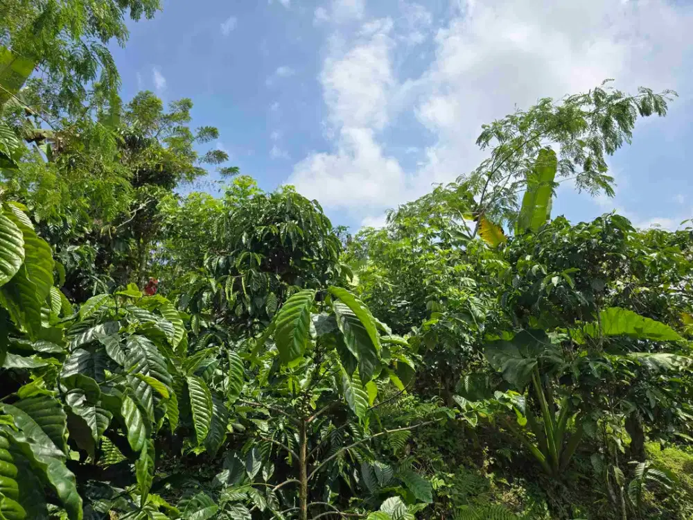 Dijual kebun kopi produktif trawat di tabanan bali