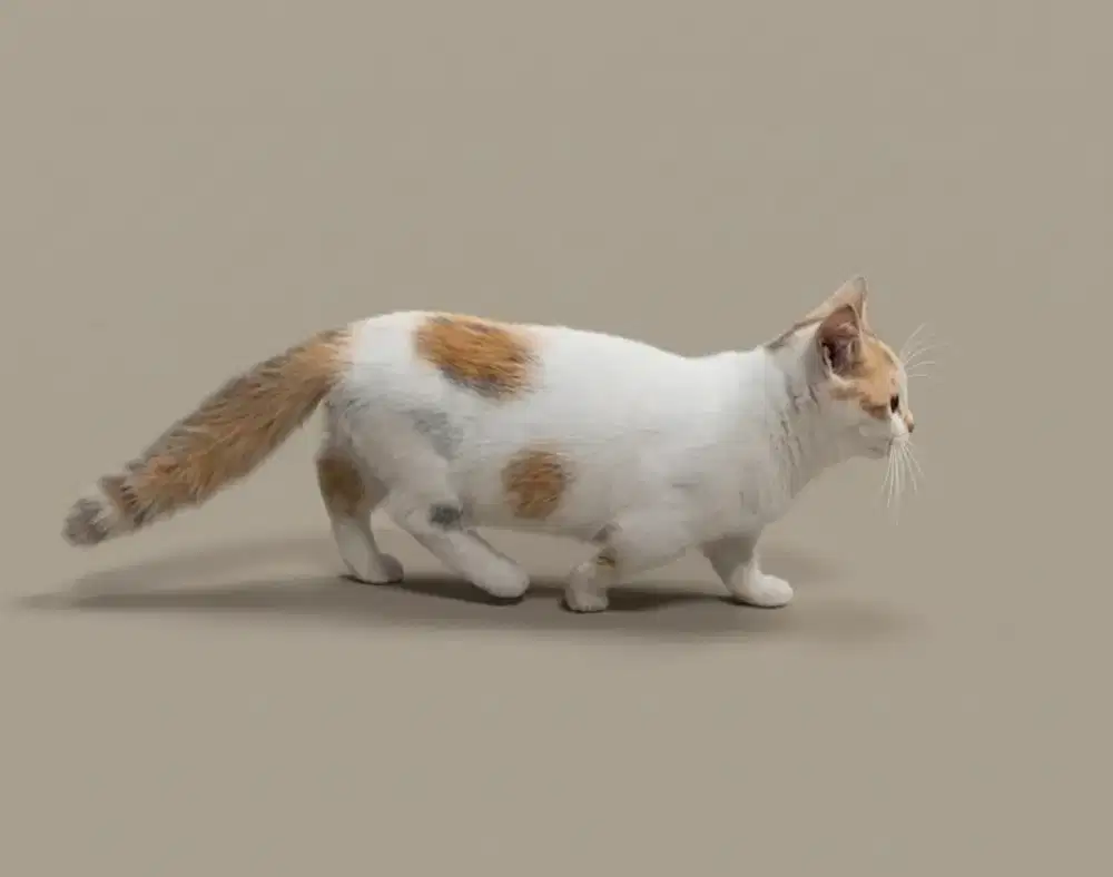 Munchkin Bicolor Betina