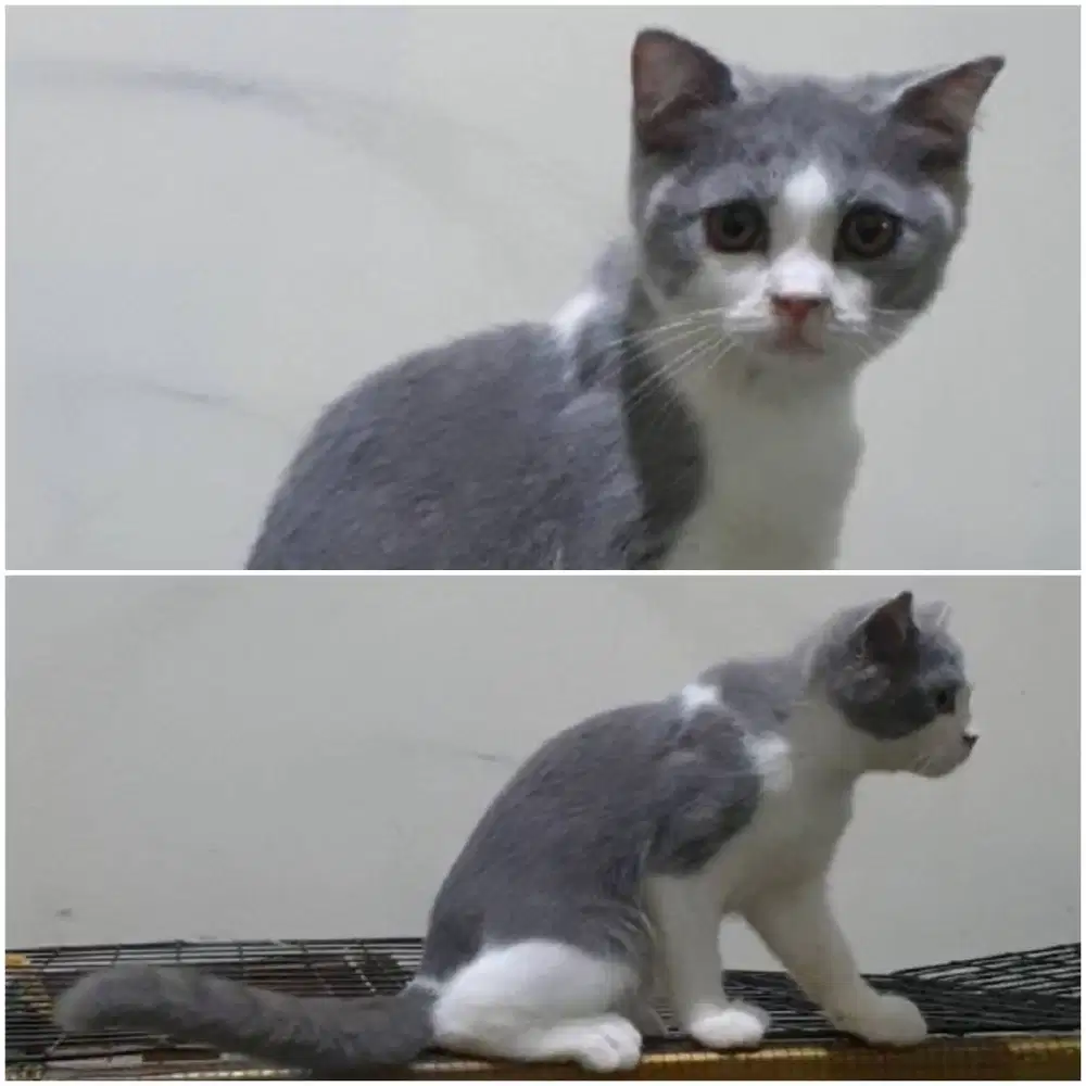 Kucing kitten 4 bulan bsh x sf ped import