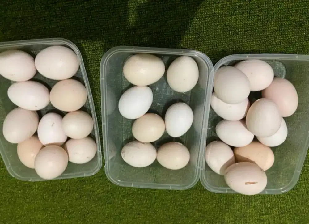 telur ayam elba fertil