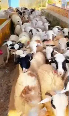 10 ekor domba jantan 22-25kiloan 9-11bln siap penggemukan qurban 2026