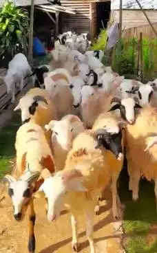 10 ekor domba jantan 9-11 bln 22-25kiloan siap penggemukan qurban 2026