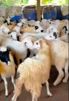 10 ekor domba jantan 9-11 bln 22-25kiloan siap penggemukan kurban 2026