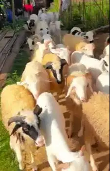 10 ekor domba jantan 9-11 bln 22-25kiloan siap penggemukan kurban 2026