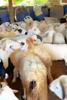 10 ekor domba jantan 9-11bln 22-25kiloan siap penggemukan qurban 2026