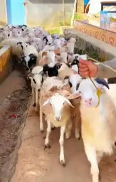 10 ekor domba jantan 9-11 bln 22-25kiloan siap penggemukan qurban 2026