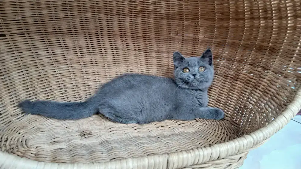 BSH Betina Purebreed Betina