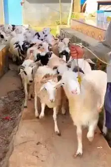 10 ekor domba jantan 9-11 bln 22-25kiloan siap penggemukan kurban 2026