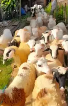 10 ekor domba jantan 9-11 bln 22-25kiloan siap penggemukan kurban 2026