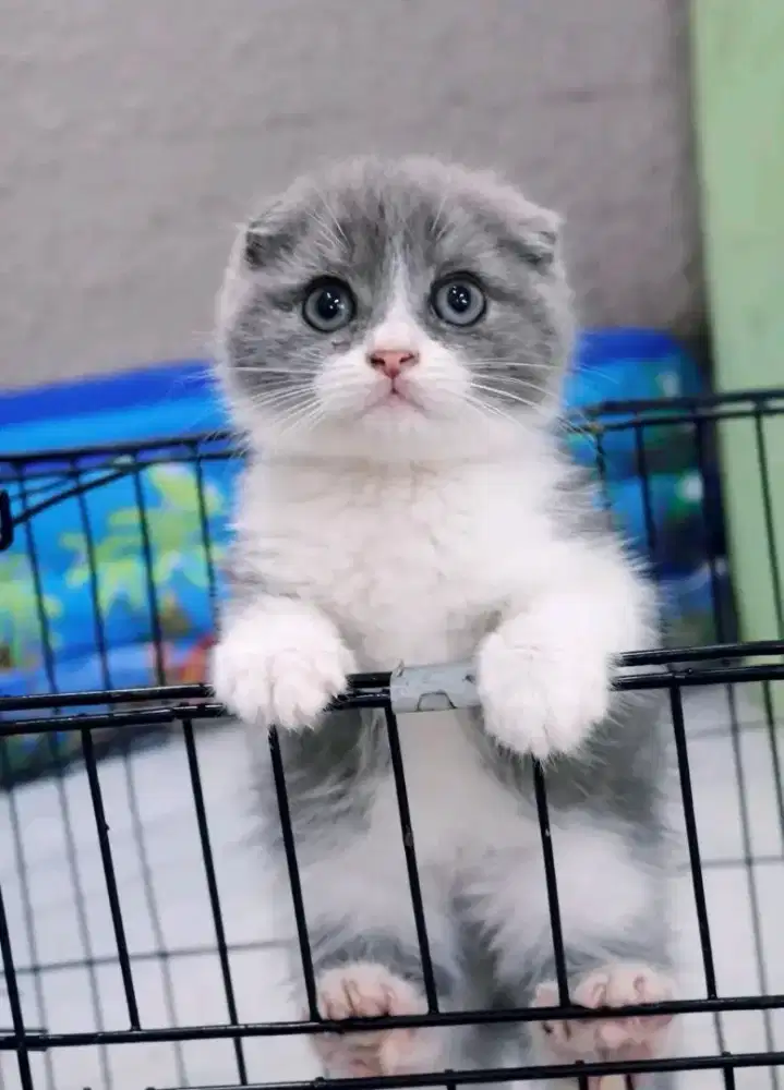 Scottish fold betina super cute