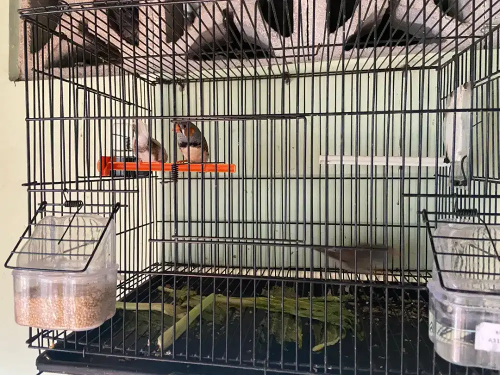 zebra finch dan emprit jepang emje
