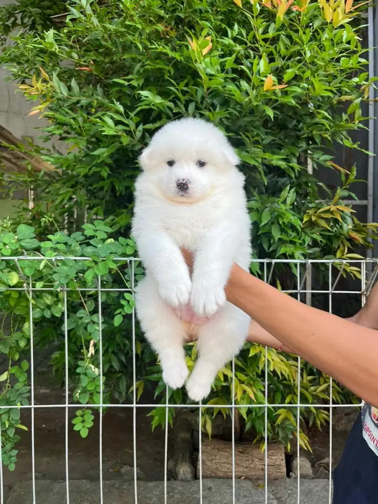 Sale 2 female samoyed high quality!!