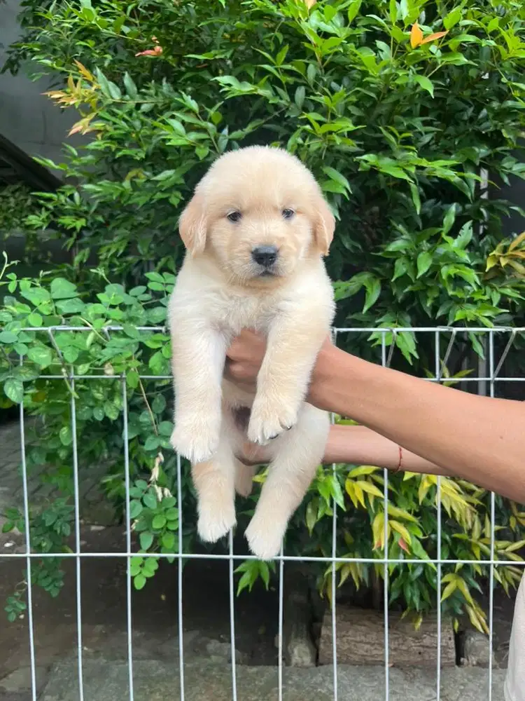 Sale golden retriever murmer